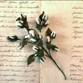 White Bud Spray
