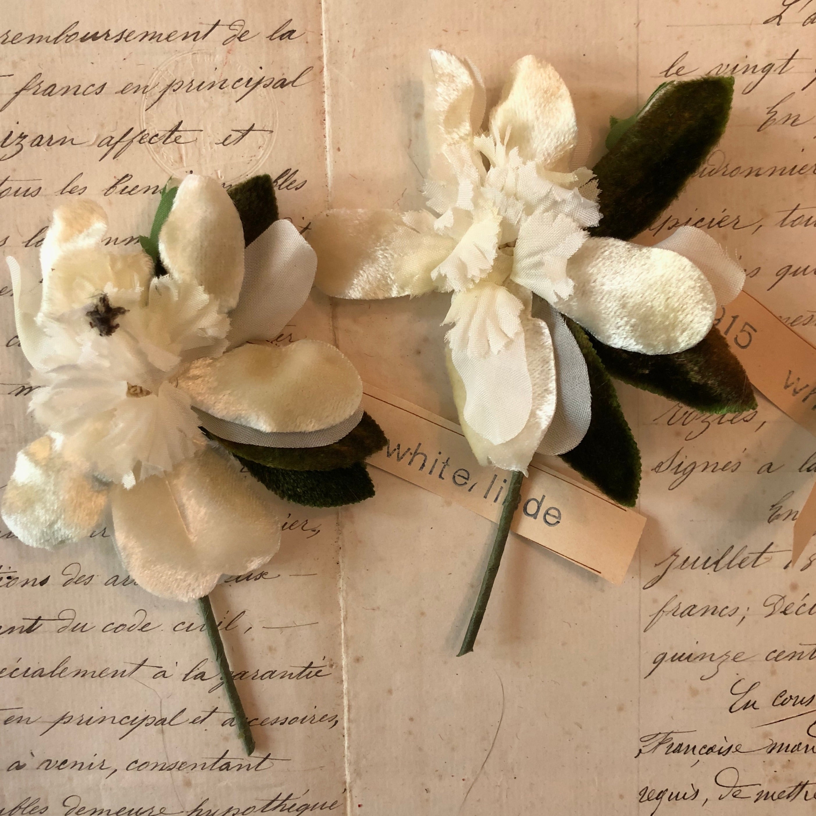2 Velvet Orchids
